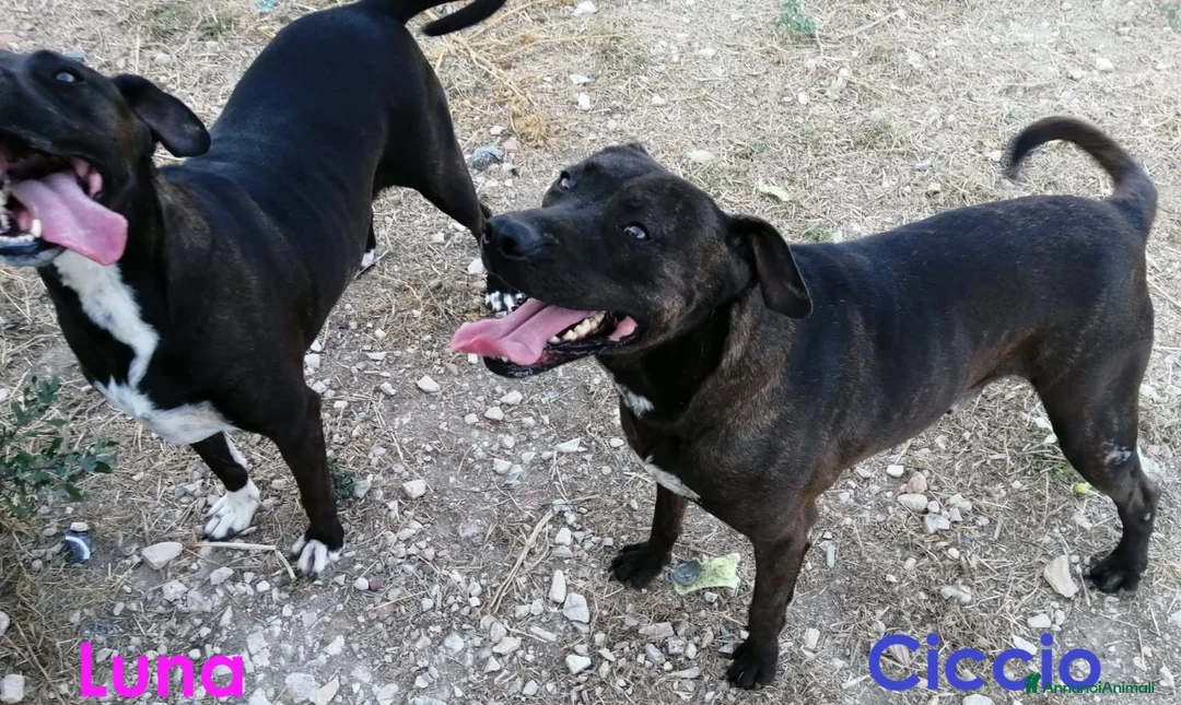 Meticcio cani in regalo: CICCIO una vita in canile, ora sogna una famiglia  - Annuncio 2