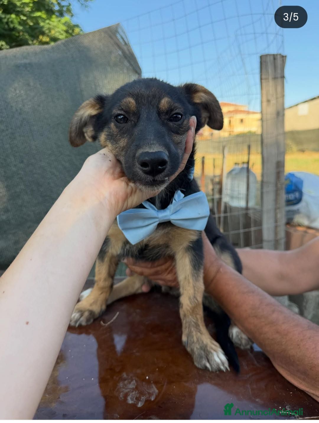 Meticcio cani Rufy cerca amore - Annuncio 15