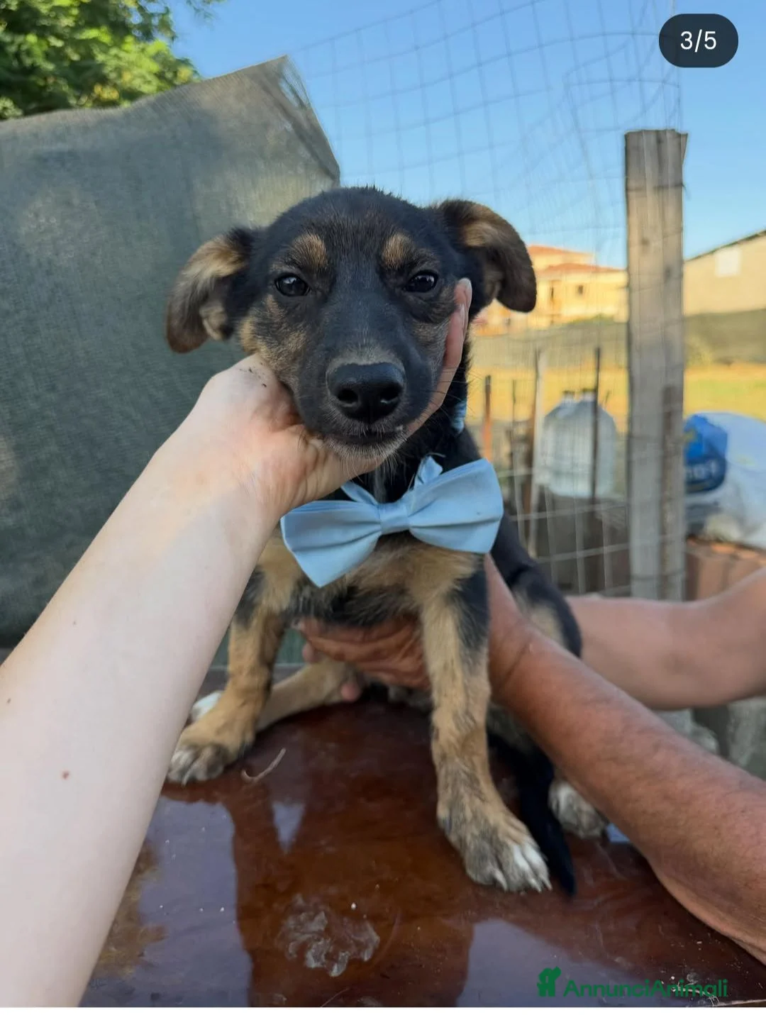 Meticcio cani in regalo: Rufy cerca amore - Annuncio 1