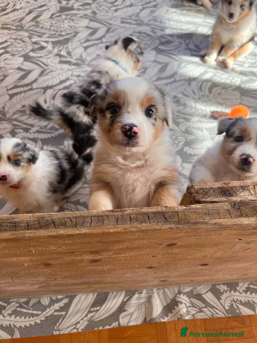 Australian Shepherd cani in vendita: 8 cuccioli di pastori australiani! 🐼❤️ a Provincia autonoma di Trento - Annuncio 2
