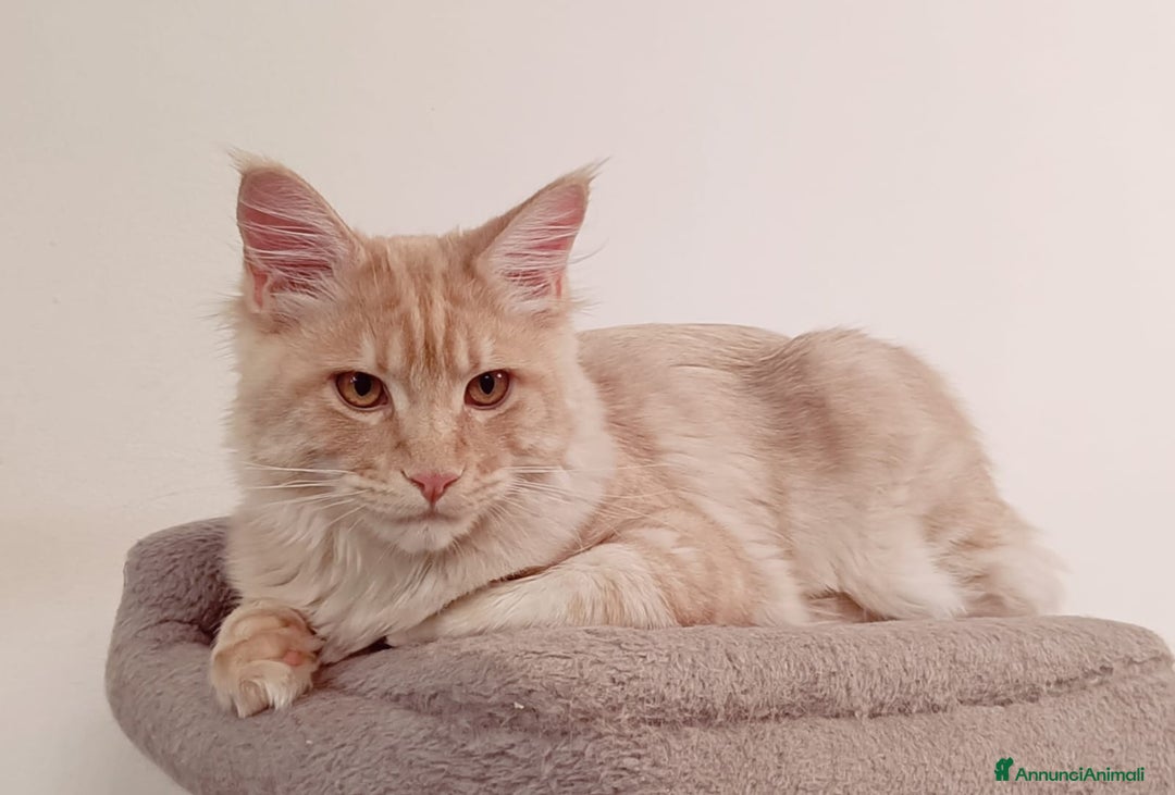 Maine Coon gatti in vendita: Cucciolo Maine Coon pedigree ANFI  - Annuncio 3