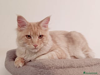 Maine Coon gatti Cucciolo Maine Coon pedigree ANFI - Annuncio 5