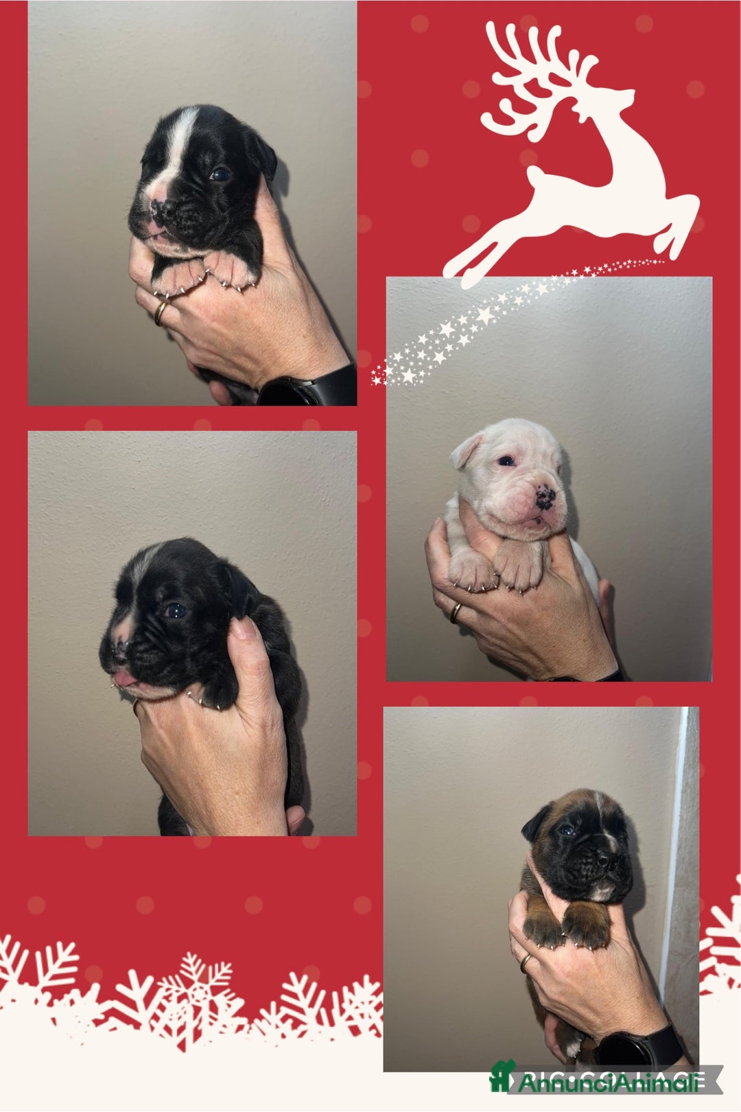 Boxer cani in vendita: Boxer - Annuncio 1