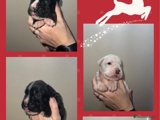 Boxer cani Boxer - Annuncio 1