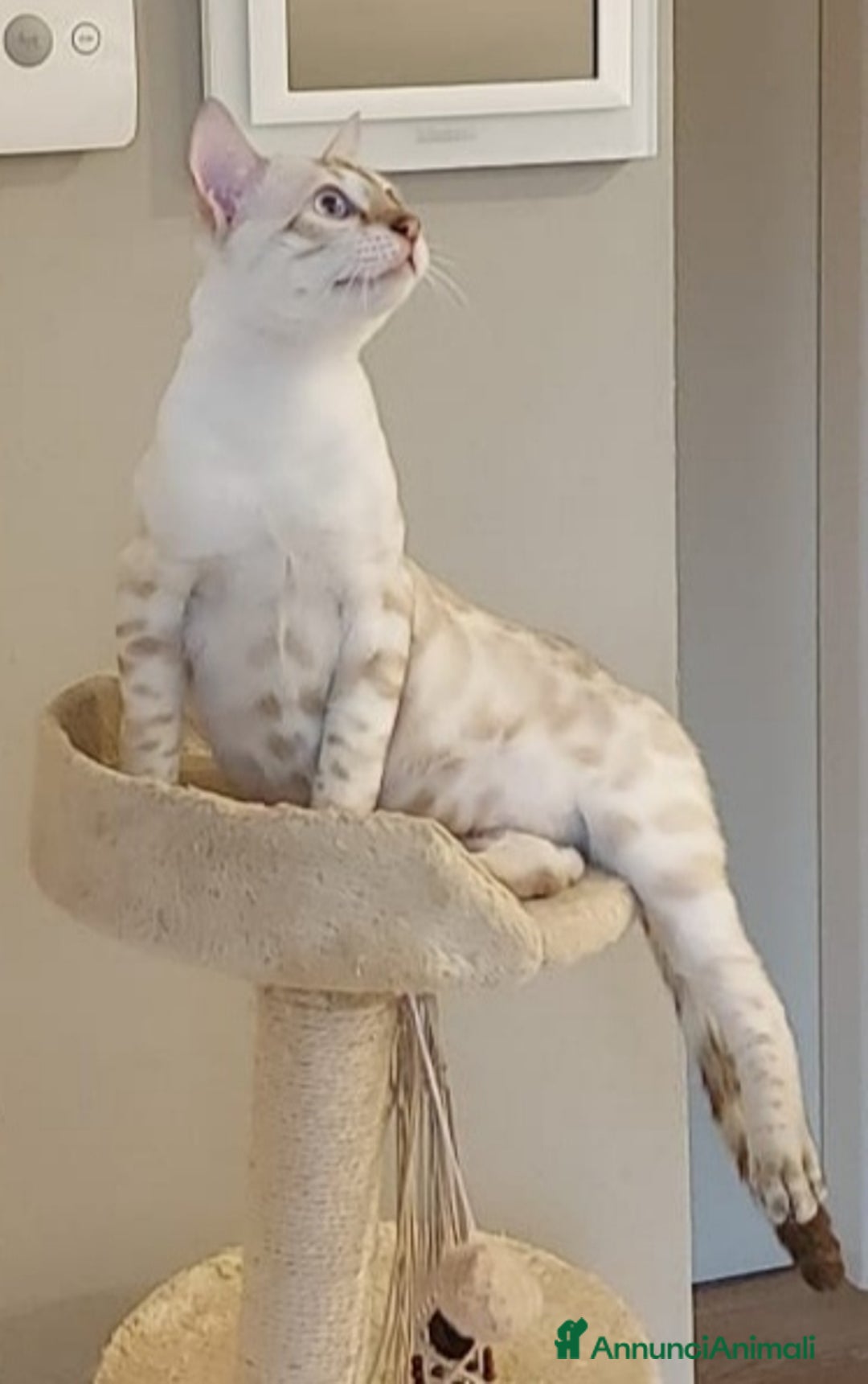 Immagine della galleria {{count}}