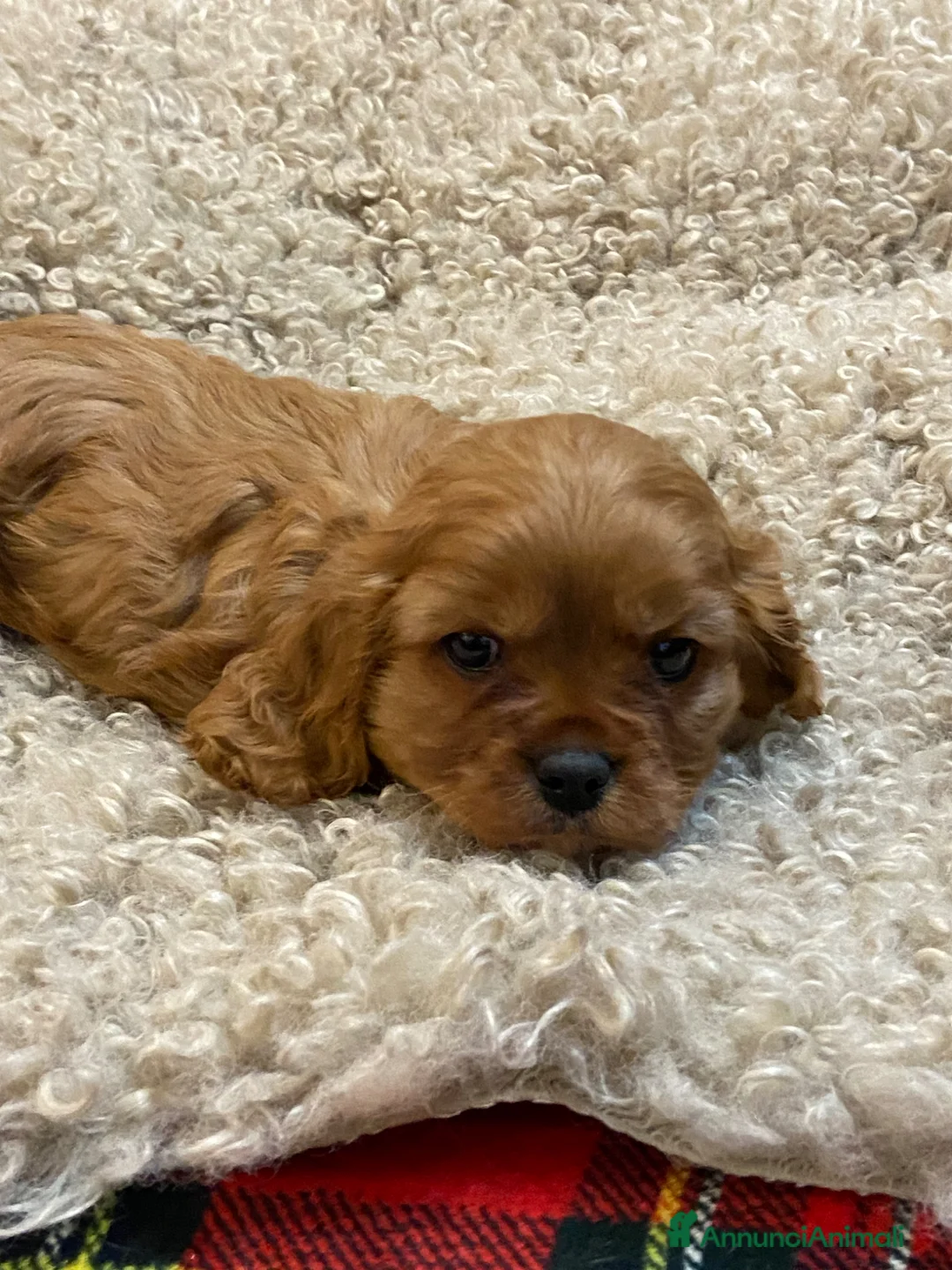 Cavalier King cani in vendita: Cavalier king Rubin con pedigree - Annuncio 3