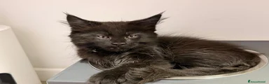 Maine Coon 2