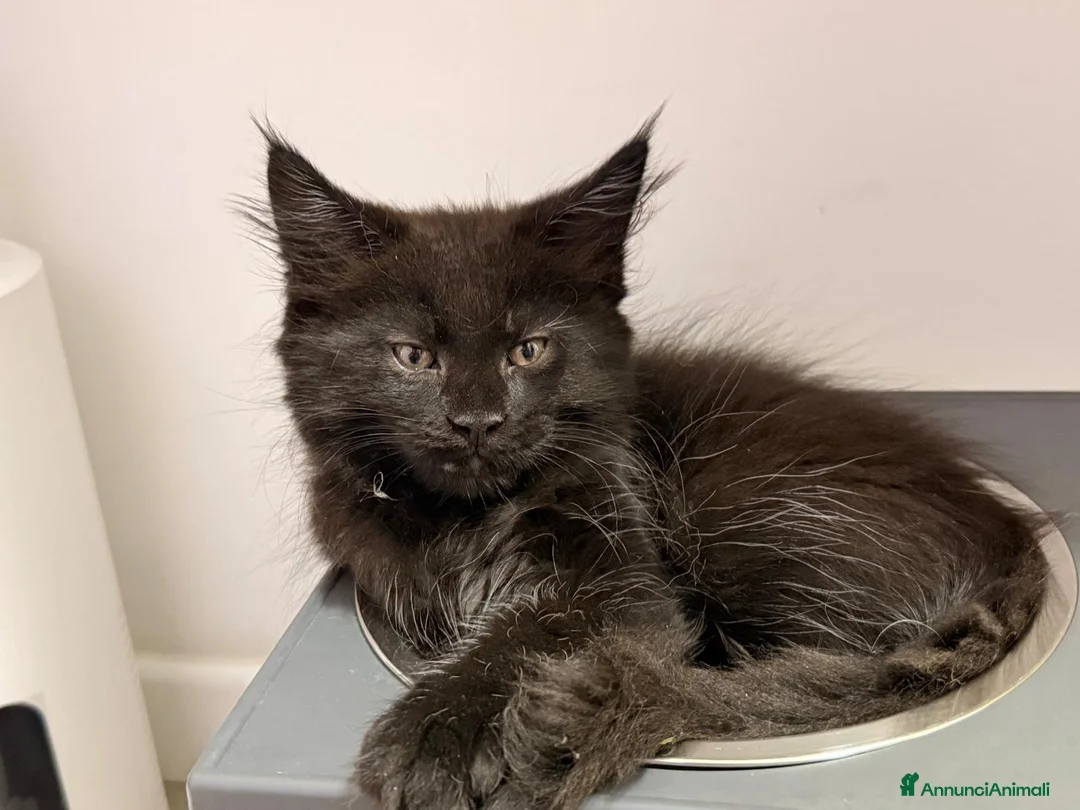 Maine Coon gatti in vendita: Cuccioli di Maine Coon disponibili - Annuncio 2