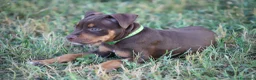 Pitbull cani in vendita: Cuccioli Pit Bull con pedigree anche a rate - Annuncio 9