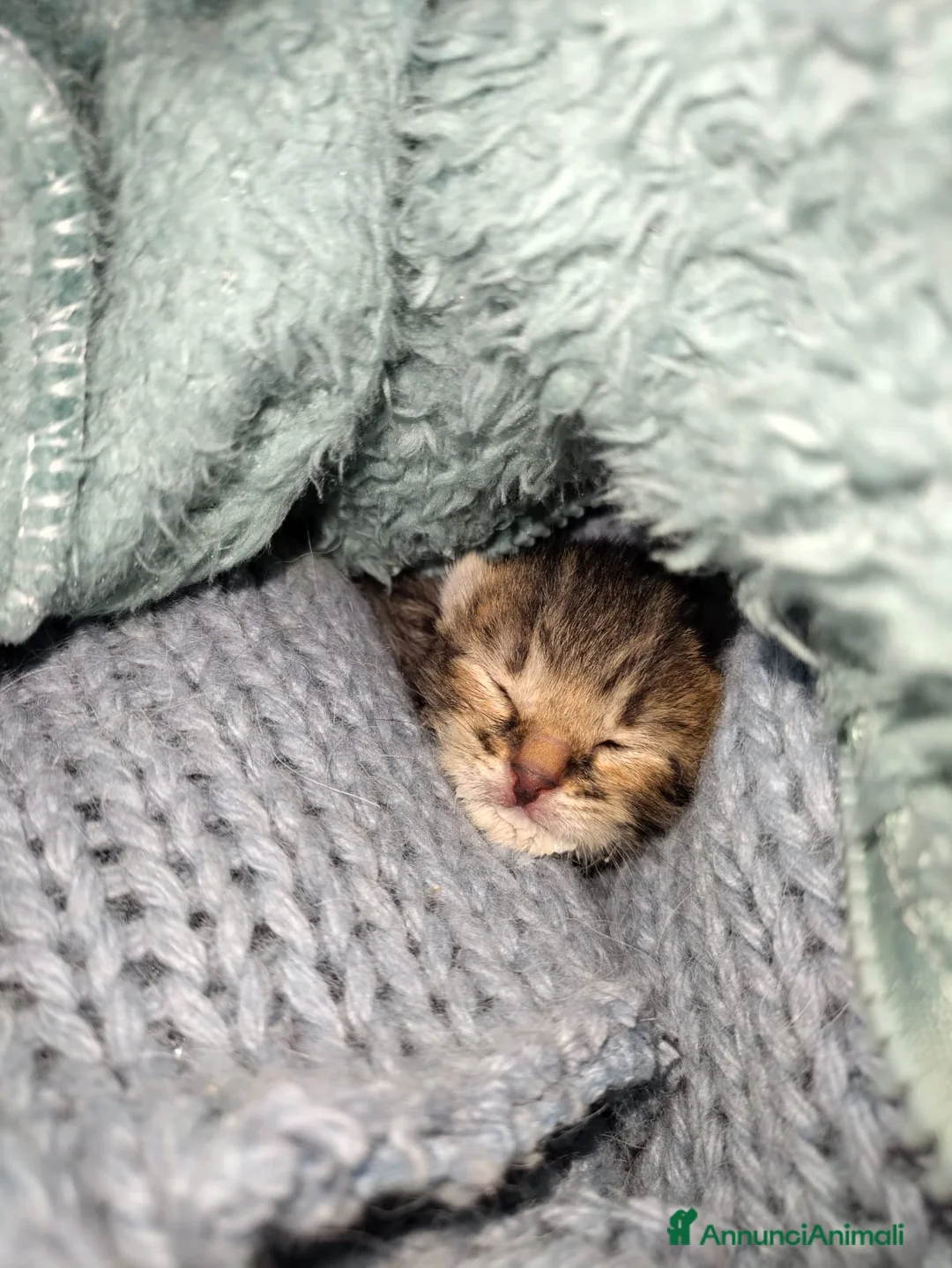 Altre razze gatti in regalo: MICINI: SIAMO AL COLLASSO! a Città Metropolitana di Firenze - Annuncio 2