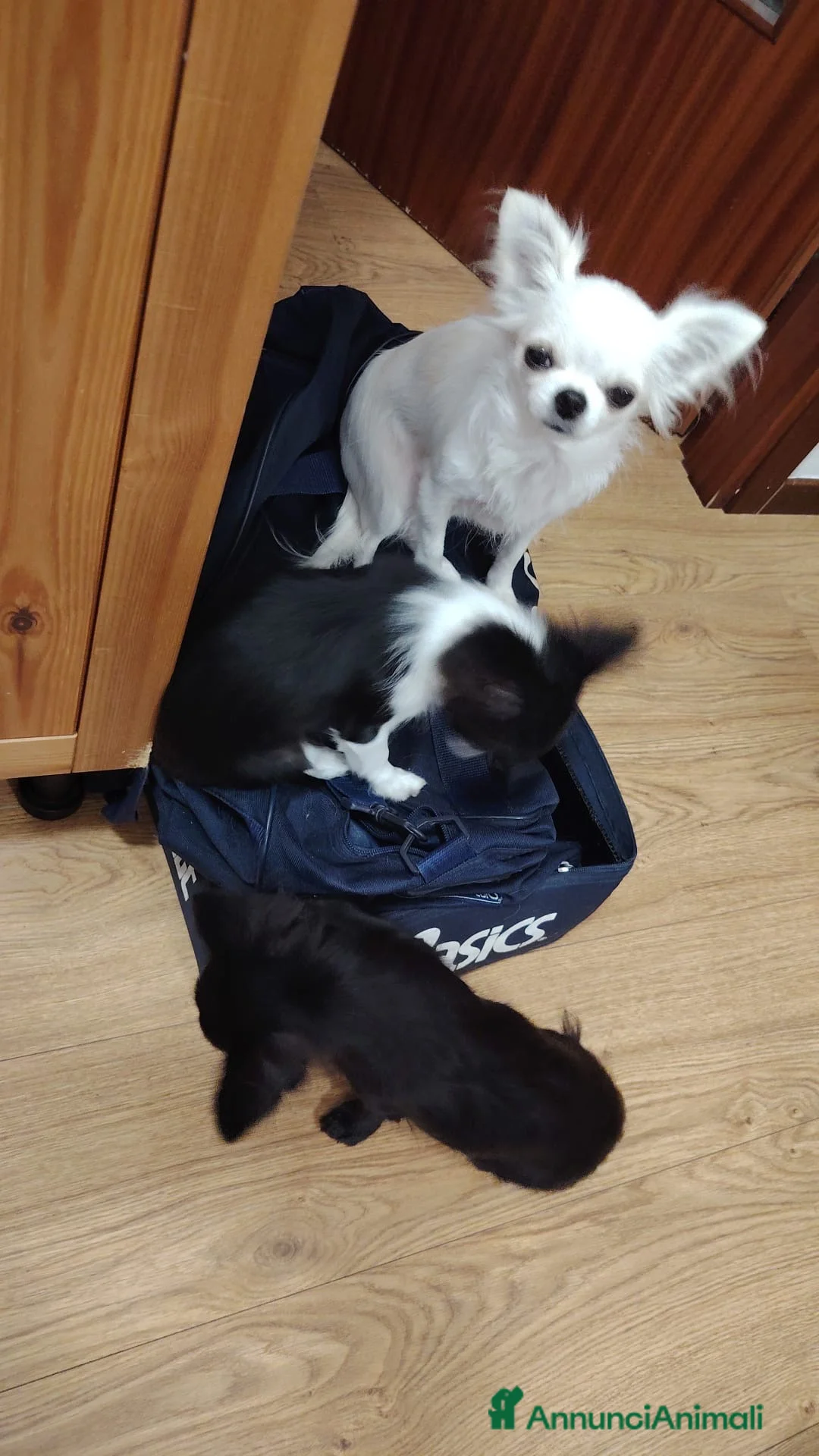 Chihuahua cani in vendita: Tokyo pedigree Enci 5 mesi  - Annuncio 3