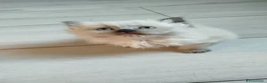 Persiano 1