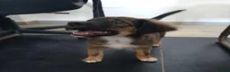 Meticcio cani in regalo: INCENSO 💙 IL CUCCIOLO COL SORRISO - Annuncio 3