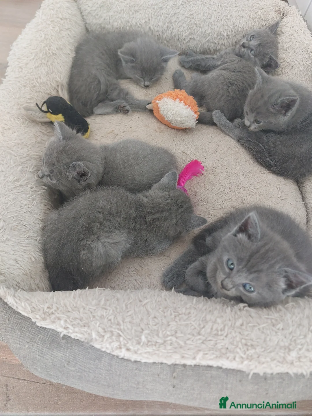 Certosino gatti in vendita: Vendita cuccioli certosini con pedigree' ANFI - Annuncio 2
