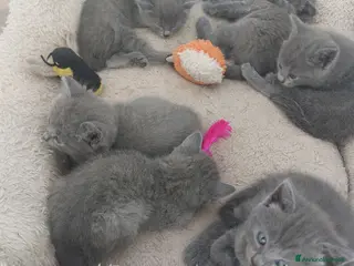 Certosino gatti Vendita cuccioli certosini con pedigree' ANFI - Annuncio 5