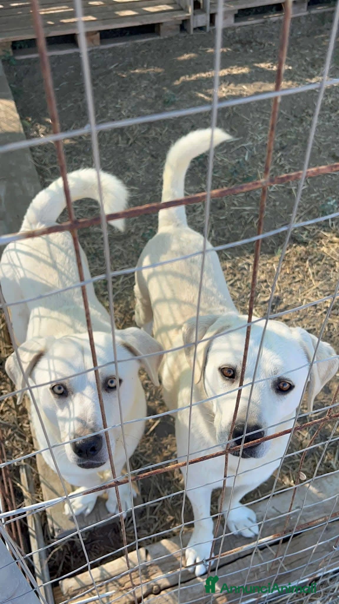 Meticcio cani Jerry e Alvin  - Annuncio 26