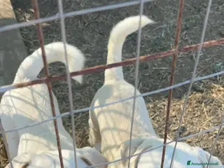 Meticcio cani Jerry e Alvin - Annuncio 26