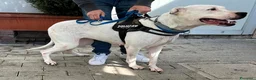 Dogo Argentino cani in regalo: LOLA DOGO ARGENTINO - Annuncio 4