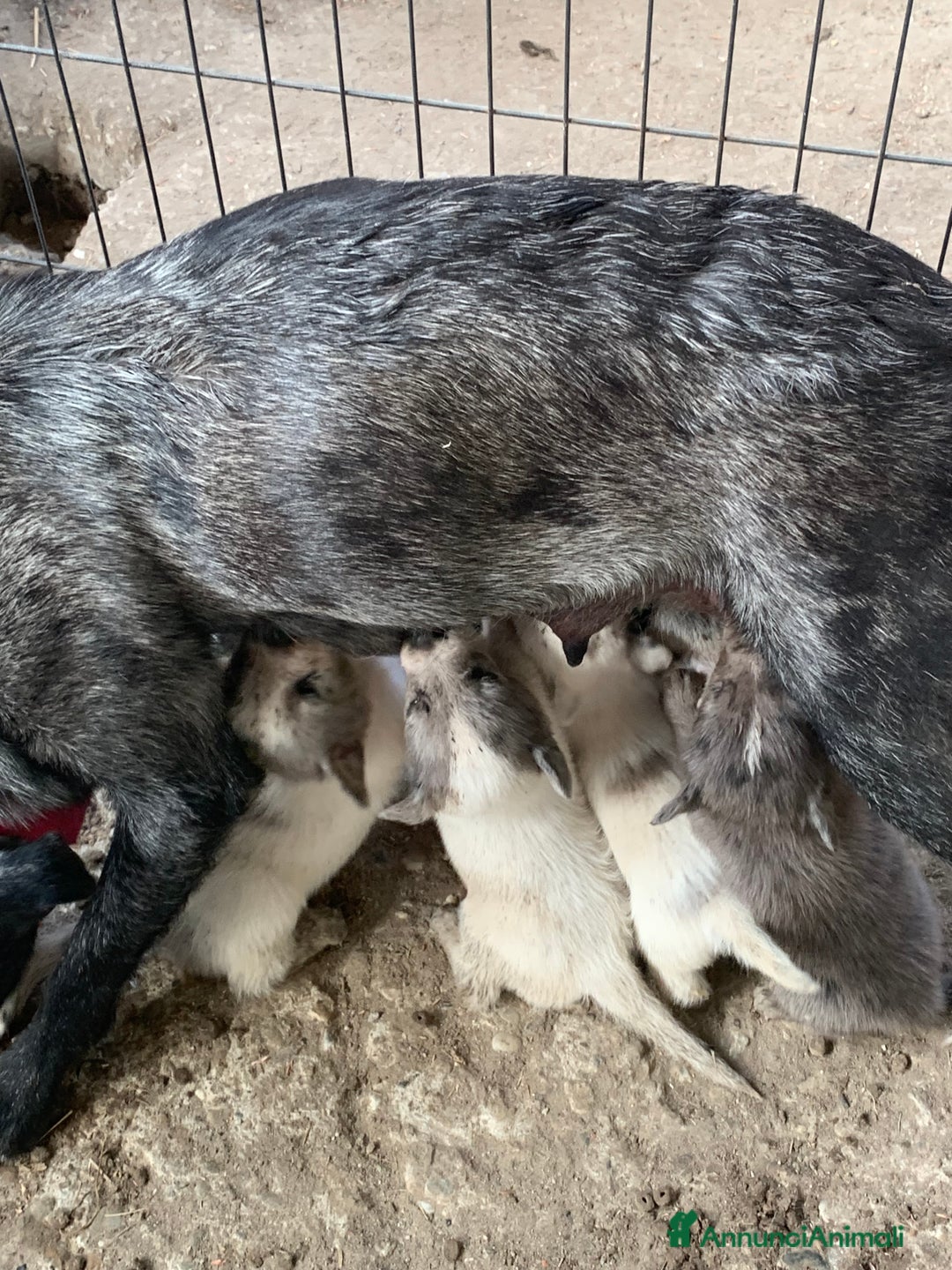 Bearded Collie cani in vendita: cuccioli border  - Annuncio 6