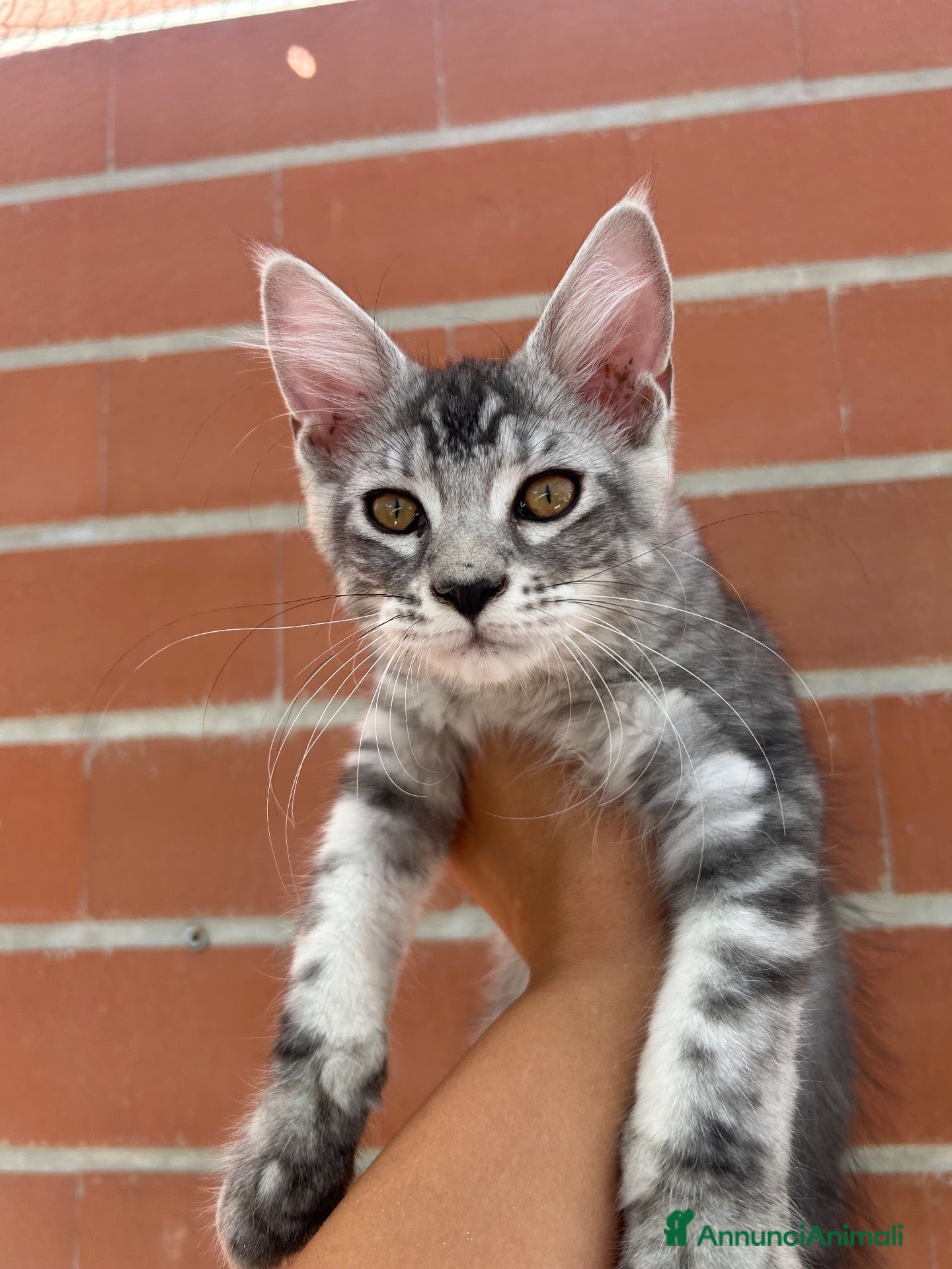 Maine Coon gatti Cucciola di Maine coon linea russa  - Annuncio 2