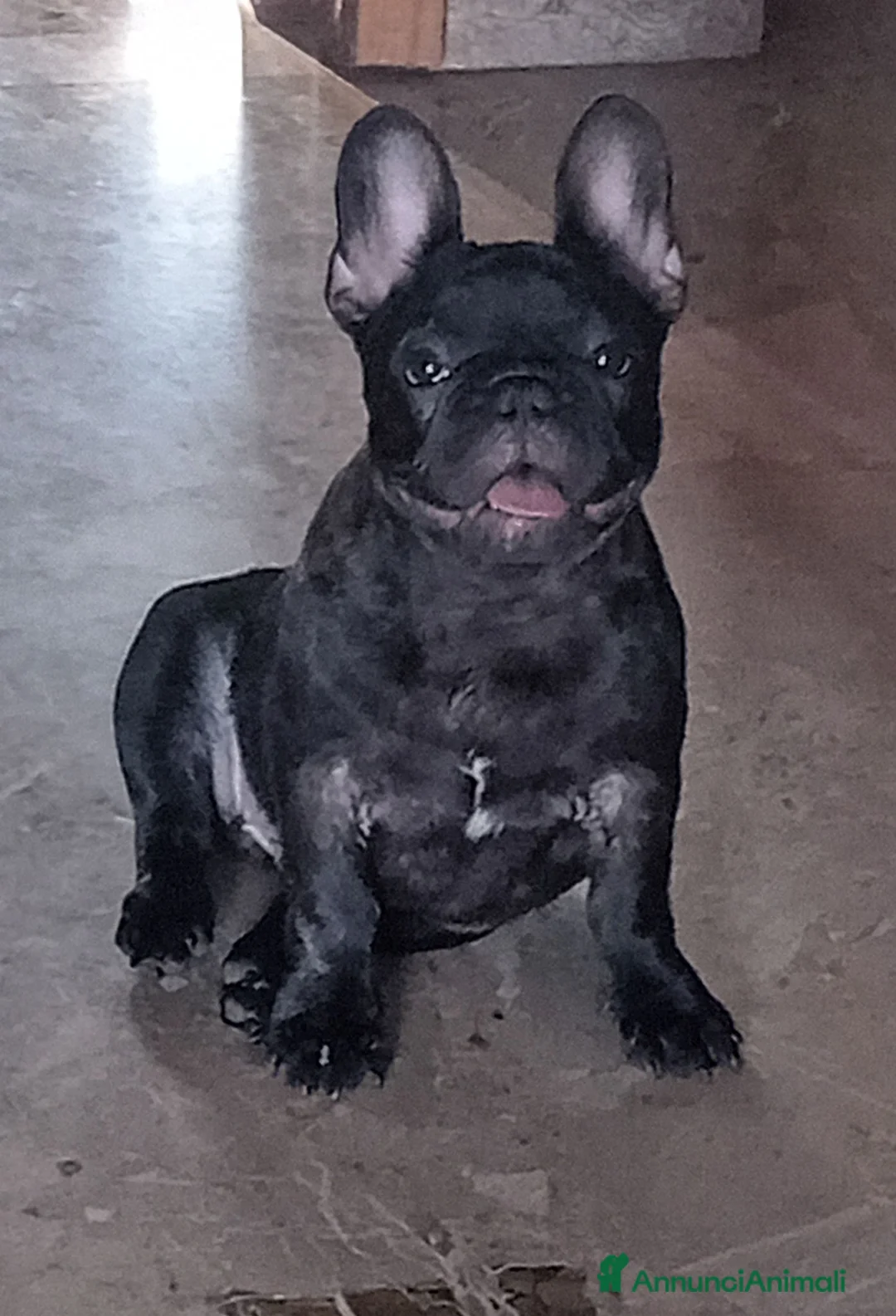 Bulldog Francese cani in vendita: Cuccioli bulldog francese  a Provincia di Ferrara - Annuncio 2