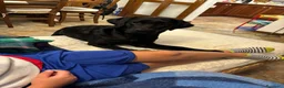 Labrador cani in vendita: Vendo Labrador di un anno e mezzo a Provincia di Bergamo - Annuncio 4