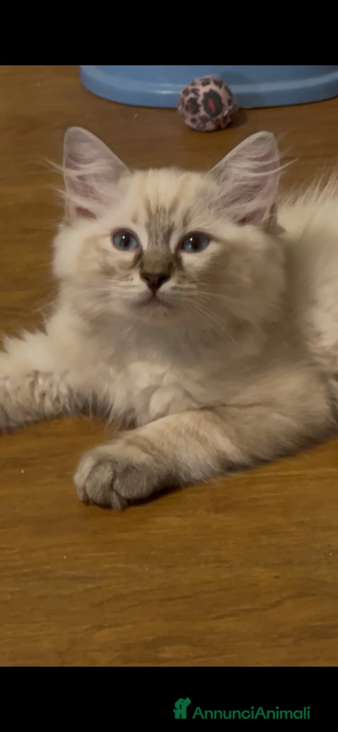 Ragdoll gatti in vendita: Gattini Ragdol  - Annuncio 1