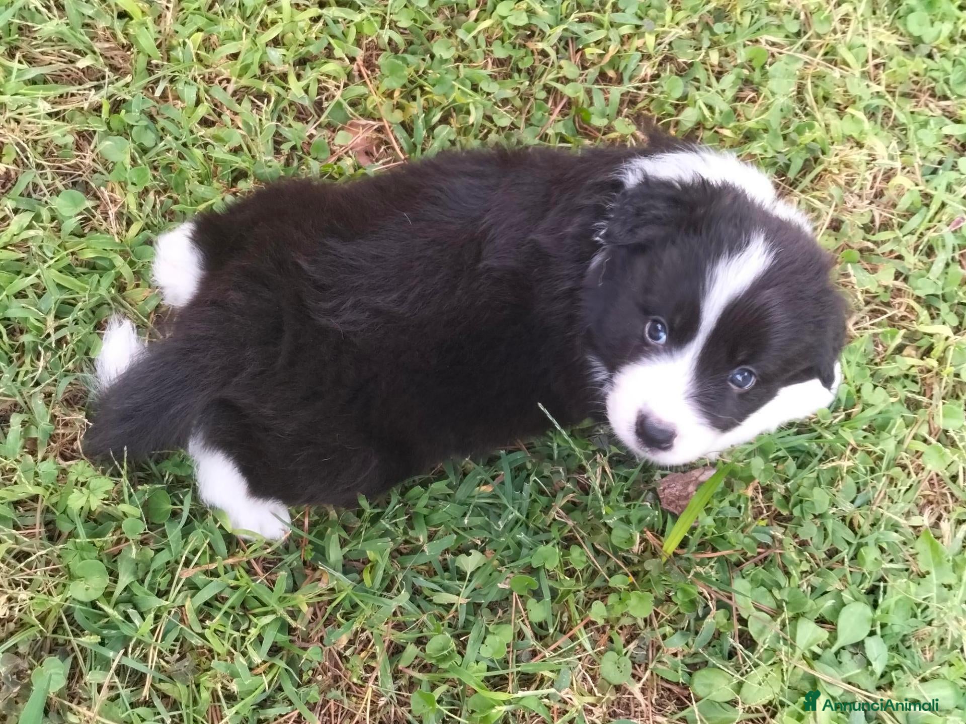 Border Collie cani in vendita: Bellissimi Cuccioli Selezionati - Annuncio 1