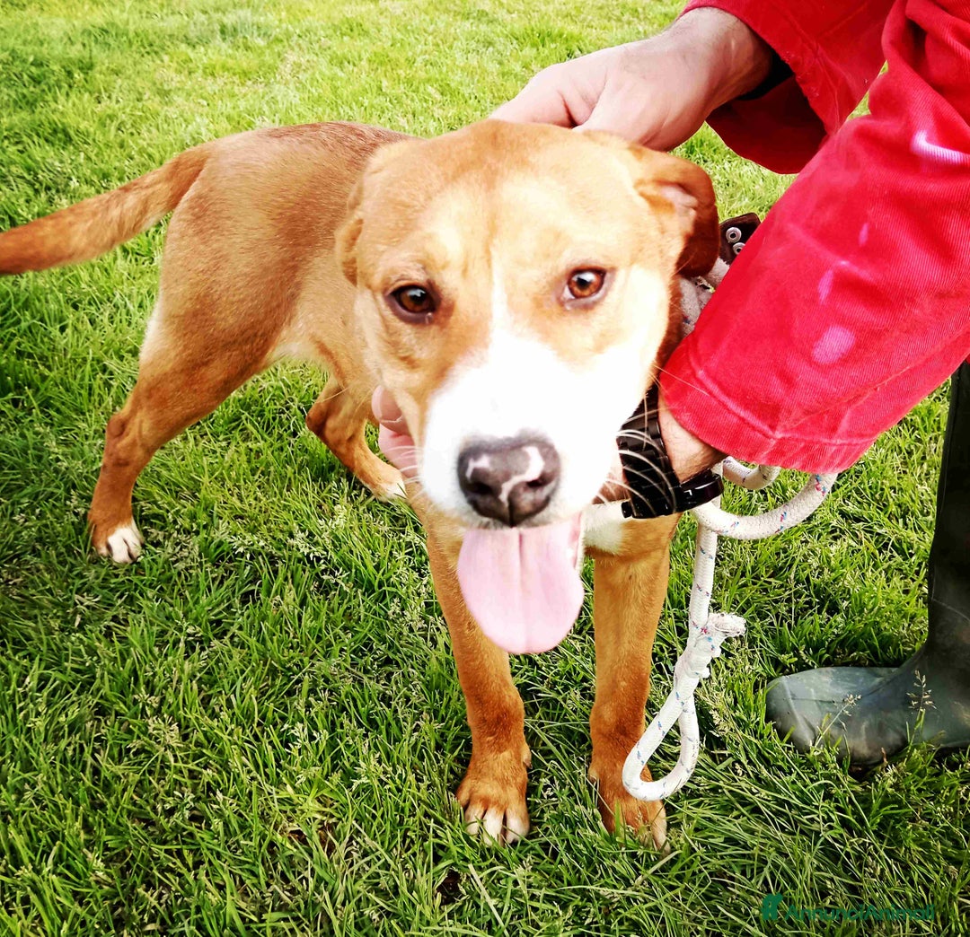 Meticcio cani in regalo: DARLING di nome  e di fatto, cucciola in adozione a Provincia di Latina - Annuncio 2