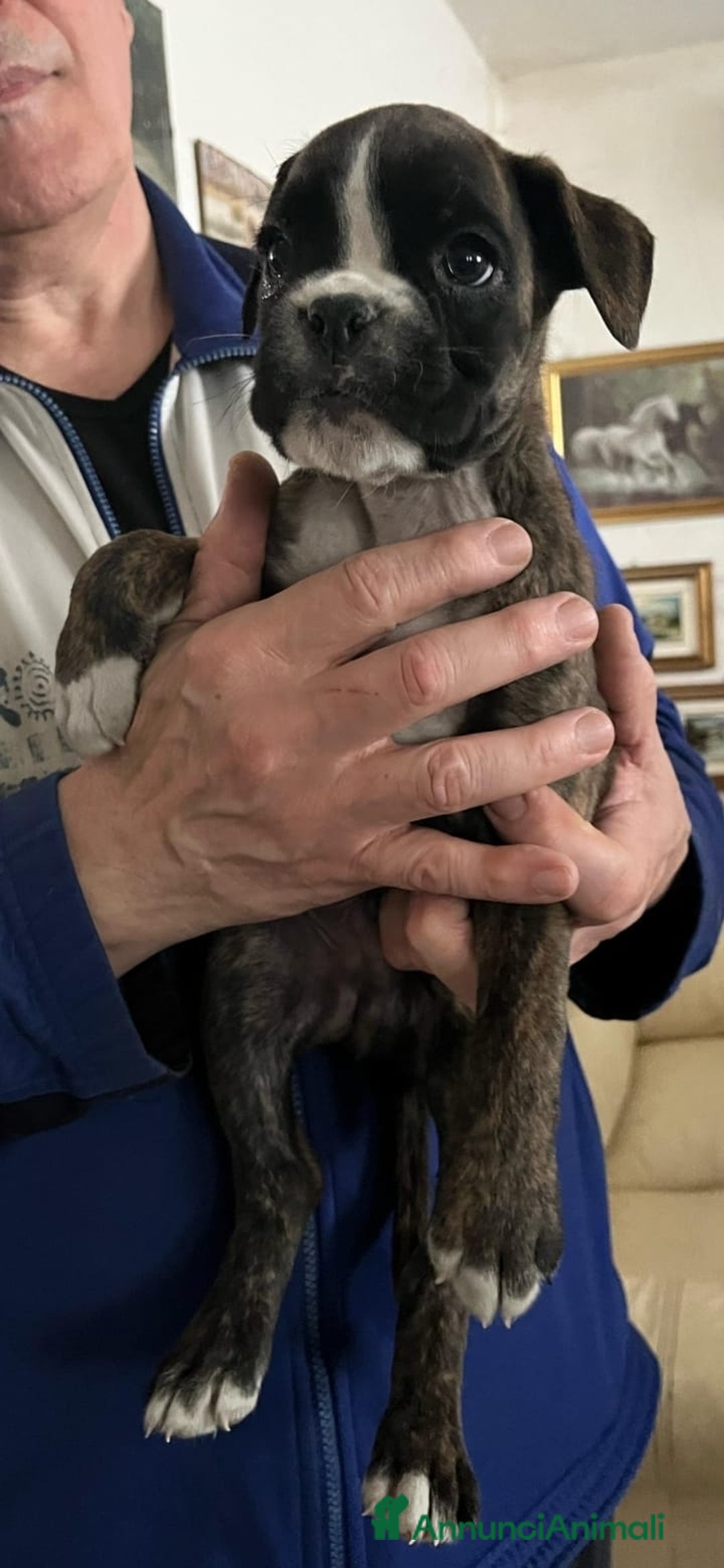 Boxer cani in vendita: boxer cuccioli a Turbigo - Immagine 10