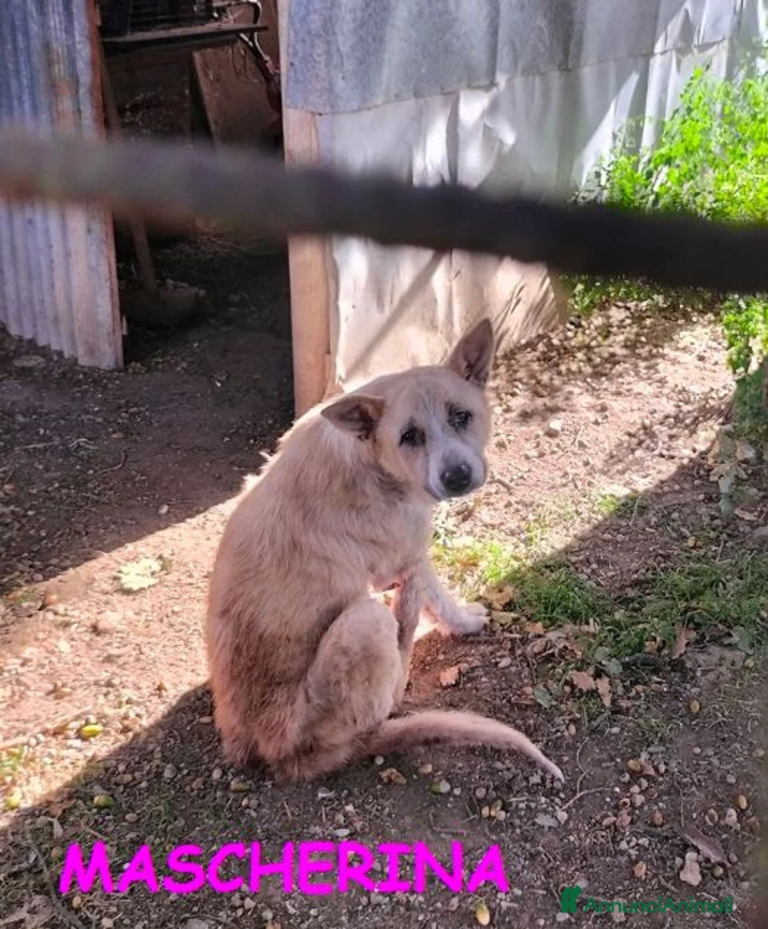 Meticcio cani in regalo: MASCHERINA gioiosa e solare tg mediopicc. - Annuncio 2