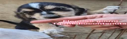 Meticcio cani in regalo: TANTI CUCCIOLI SOLI  a Provincia di Vicenza - Annuncio 5