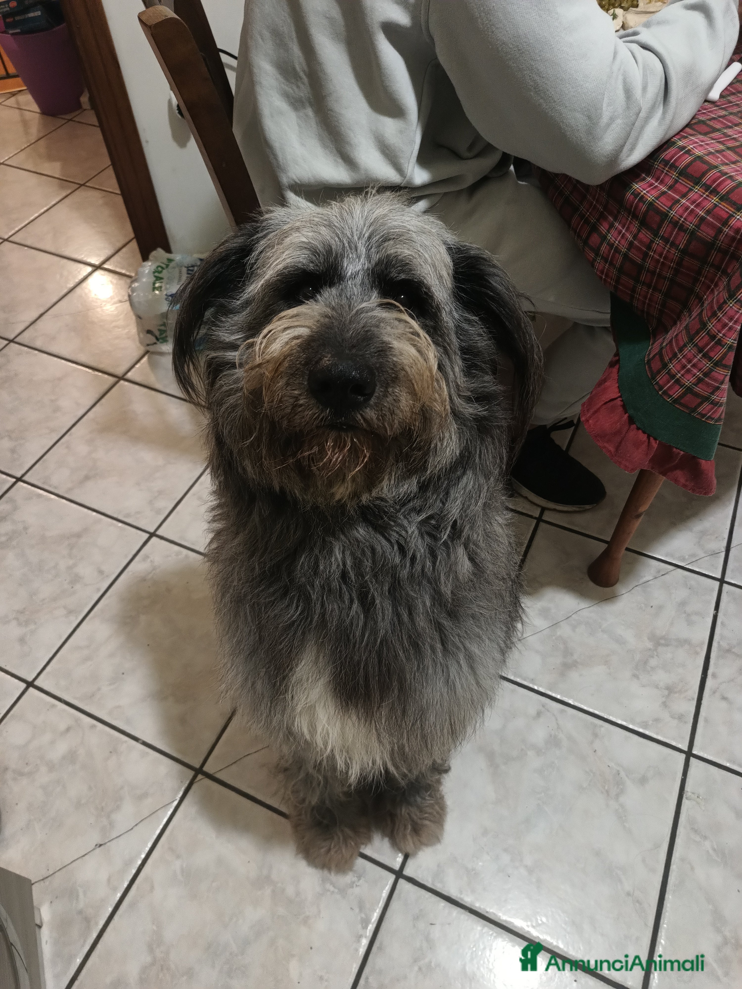 Meticcio cani Accoppiamento  - Annuncio 1