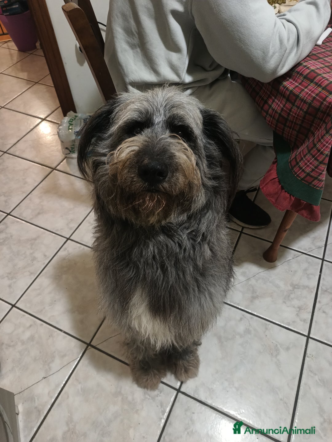 Meticcio cani per accoppiamento: Accoppiamento  - Annuncio 1