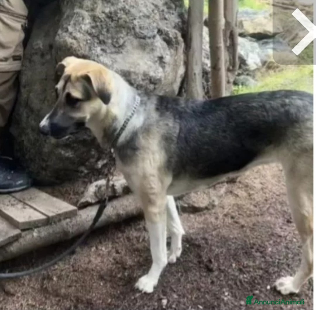 Meticcio cani in regalo: Pastorina 1anno A BREVE IN CANILE! SOS VENEZIA - Annuncio 4
