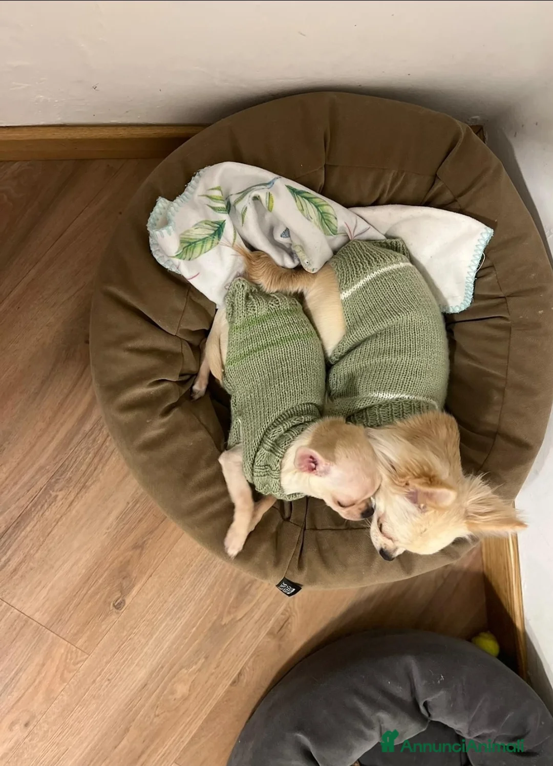 Chihuahua cani in vendita: Cuccioli di chihuahua toy  - Annuncio 6