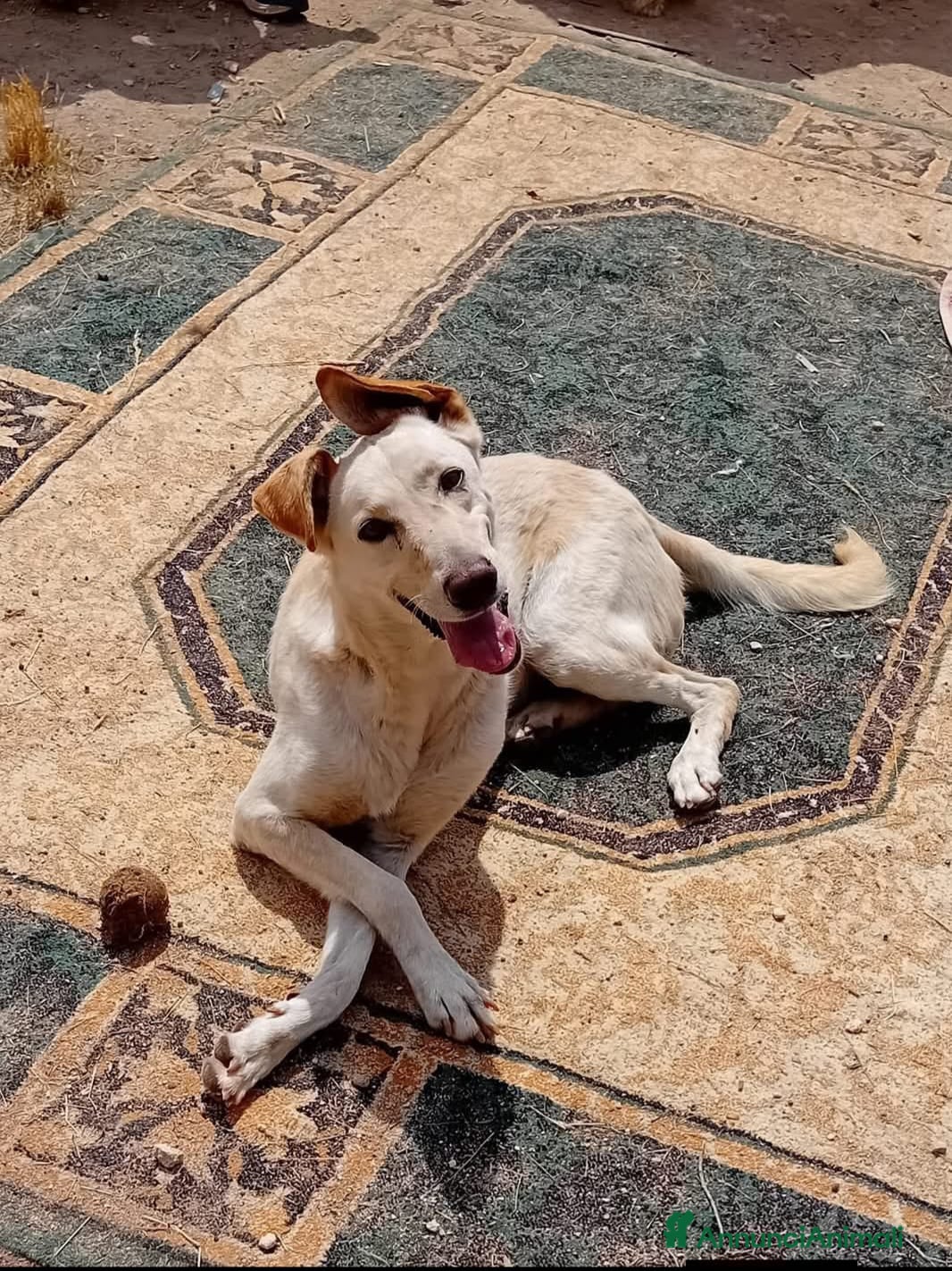 Meticcio cani in regalo: spritz - Annuncio 2