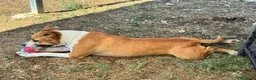 Meticcio cani in regalo: Sofie 2 anni 20 kg socievole  - Annuncio 4