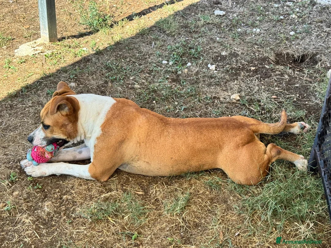Meticcio cani in regalo: Sofie 2 anni 20 kg socievole  - Annuncio 4