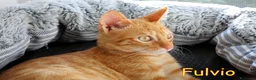 Europeo gatti in regalo: FULVIO PICCOLO GATTINO ROSSO TABBY - Annuncio 5