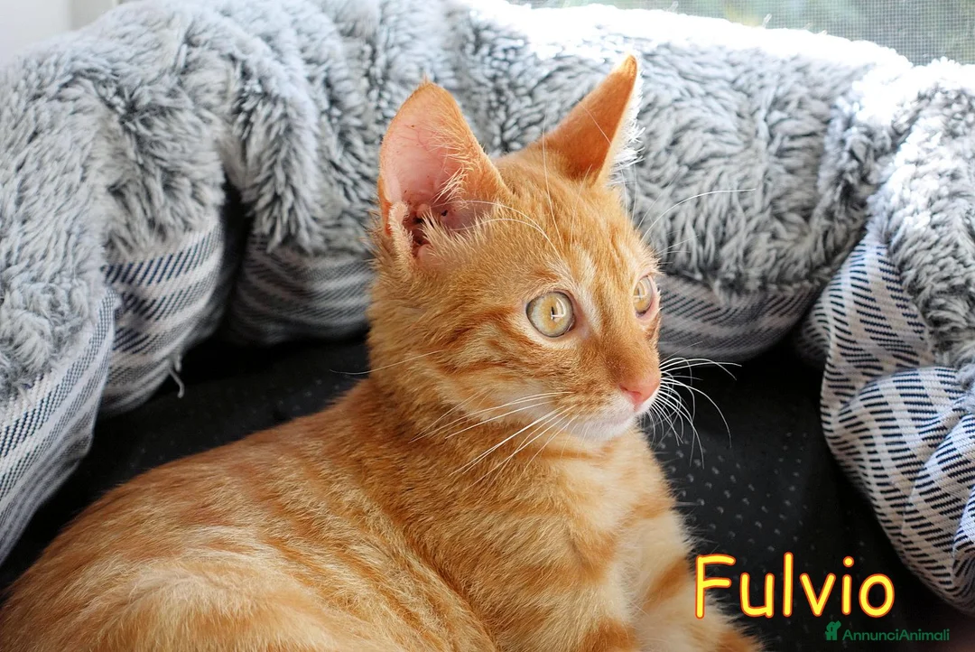 Europeo gatti in regalo: FULVIO PICCOLO GATTINO ROSSO TABBY - Annuncio 5