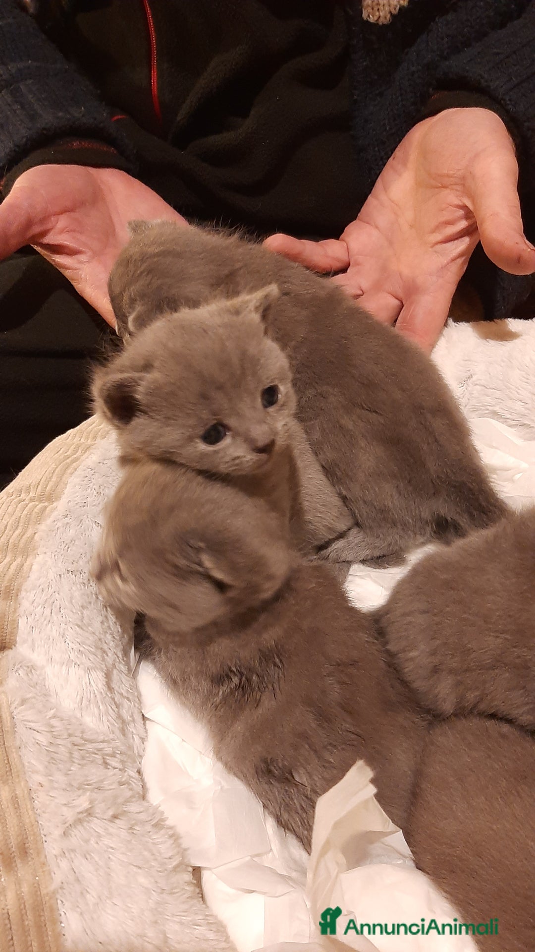 Certosino gatti in vendita: cucciole disponibili - Annuncio 4