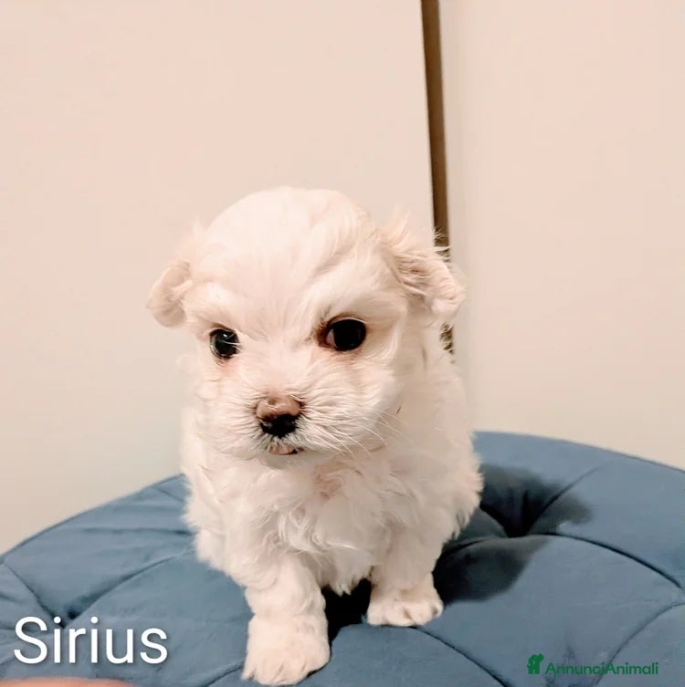 Maltese cani Bellissimi Cuccioli di Maltese - Annuncio 1