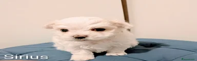 Maltese Cucciolo 1
