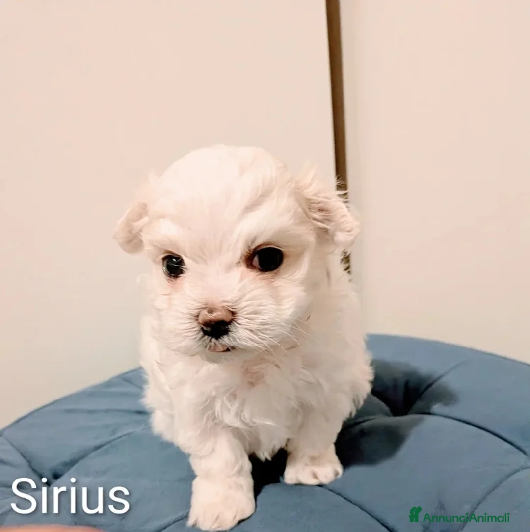 Maltese cani in vendita: Bellissimi Cuccioli di Maltese - Annuncio 1