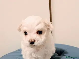 Maltese cani Bellissimi Cuccioli di Maltese - Annuncio 3