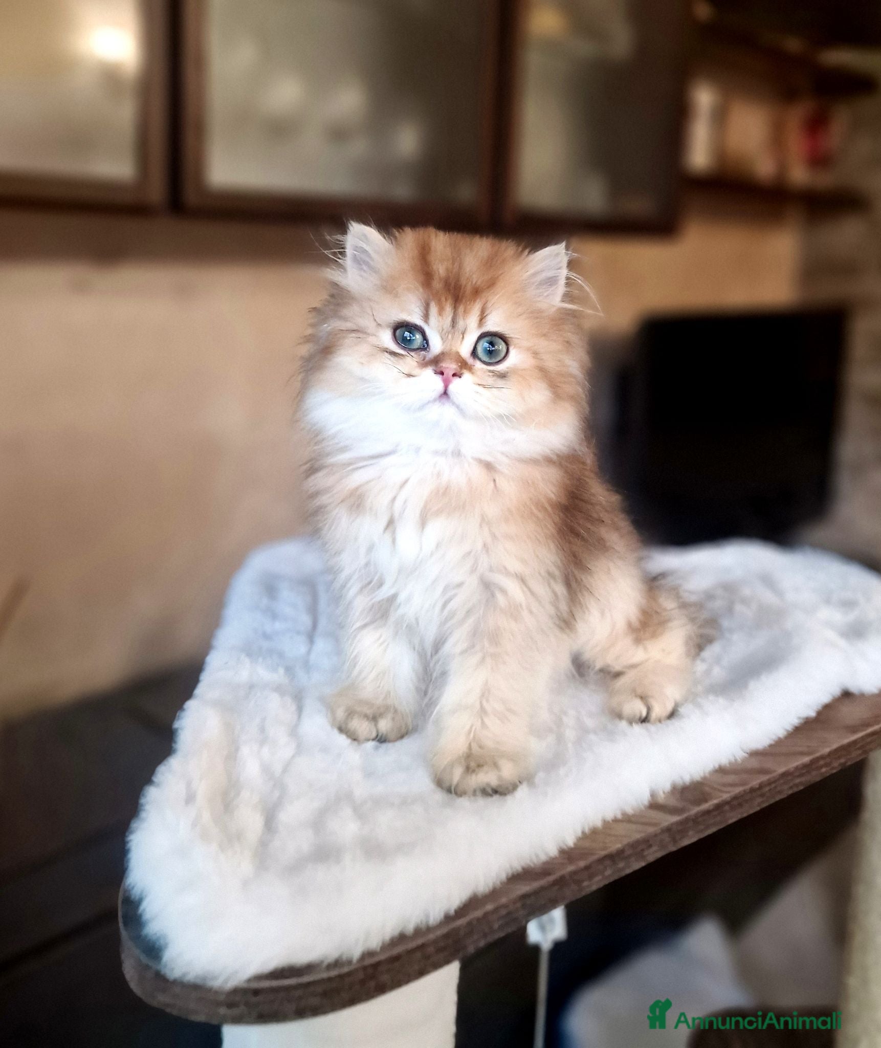 British gatti British longhair Golden Maschio  - Annuncio 3