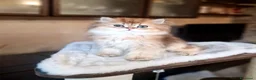 British gatti in vendita: British longhair Golden Maschio  - Annuncio 1