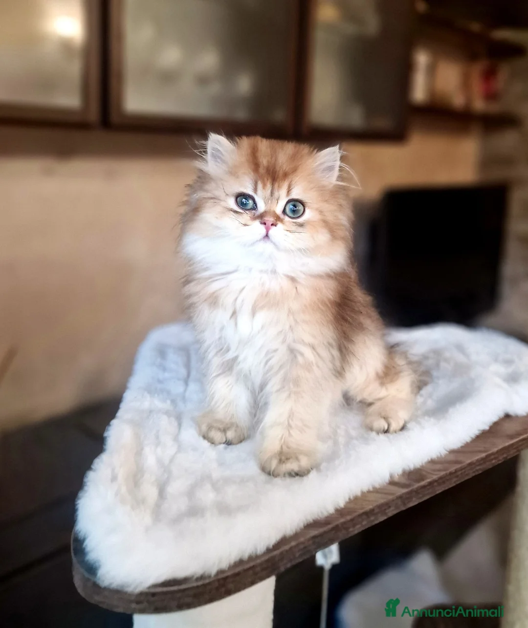 British gatti in vendita: British longhair Golden Maschio  - Annuncio 1