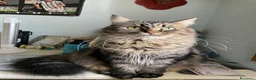 Siberiano gatti in vendita: Gattina siberiana - Annuncio 5